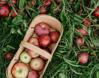 journal post when apples are in season intro 751fbef0