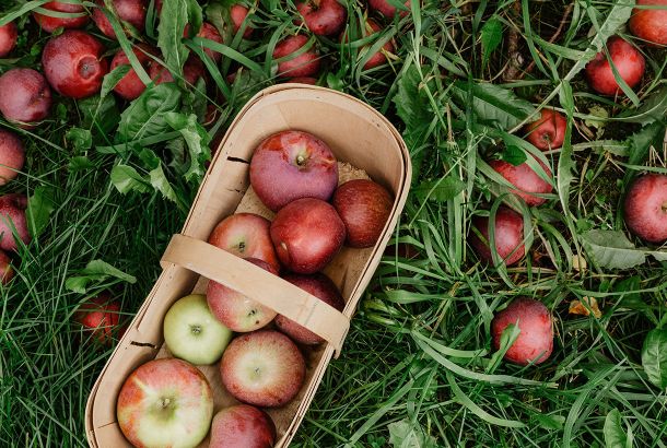 journal post when apples are in season intro fd17ce12